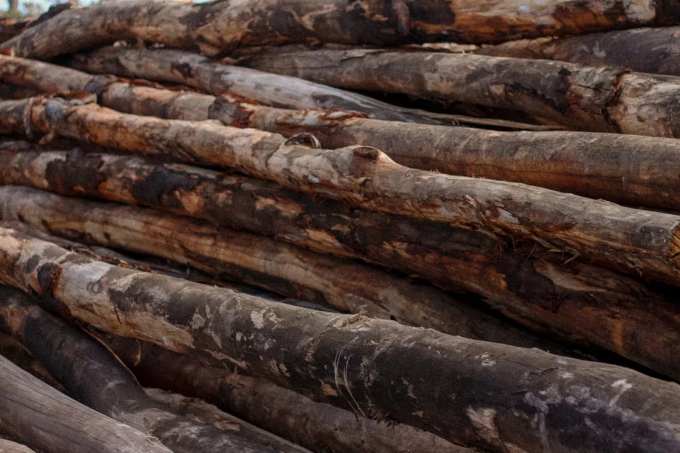 Class 1-3 seasoned hardwood logs supplied for commercial landscaping projects