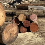 Hardwood landscaping logs of different sizes showing dense red and pale end grain