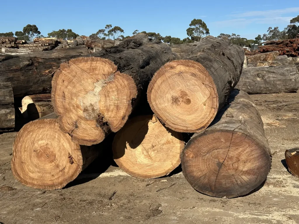 Stack of 800mm diameter hardwood feature logs showing the end grain