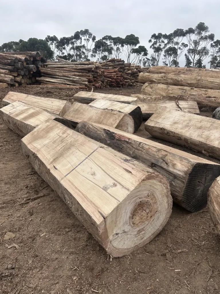 Hardwood logs sawn flat on top for use as bench seats, laid out in the yard