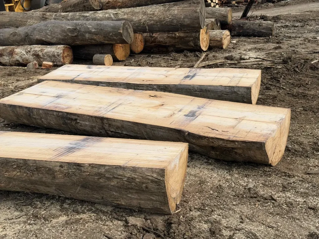 Hardwood logs with flat sawn tops laid out in the yard